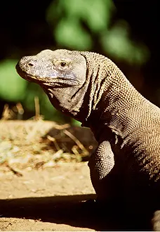 Rungnapa Sasitorn: KOMODO DRAGON - close up