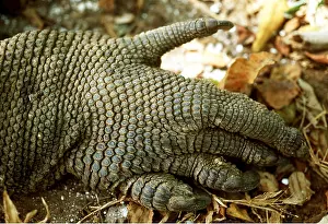 Rungnapa Sasitorn: KOMODO DRAGON - close up of feet