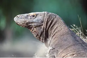 Rungnapa Sasitorn: KOMODO DRAGON - CLOSE UP, HEAD
