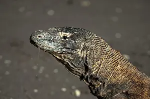 Drooling: Komodo Dragon - drooling on beach - Horseshoe Bay