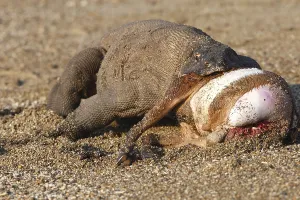 Bites: Komodo dragon eating goat Komodo National Park Indonesia