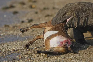 Bites: Komodo dragon eating goat Komodo National Park Indonesia