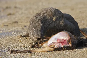 Komodensis: Komodo dragon eating goat Komodo National Park Indonesia