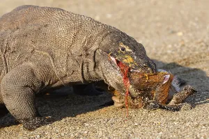 Bites: Komodo dragon eating goat Komodo National Park Indonesia