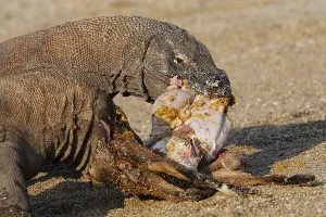 Komodensis: Komodo dragon eating goat Komodo National Park Indonesia
