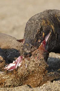 Komodensis: Komodo dragon eating goat Komodo National Park Indonesia