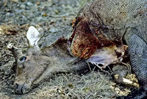 Timor: Komodo Dragon eating Timor Deer