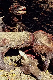 Timor: Komodo Dragon eating Timor Deer