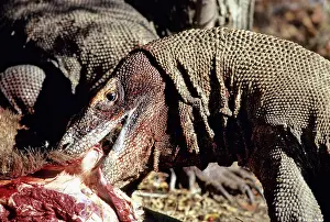 Timor: Komodo Dragon eating Timor Deer