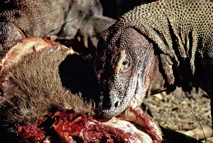 Timor: Komodo Dragon eating Timor Deer