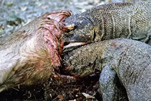 Timor: Komodo Dragon eating Timor Deer