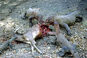 Timor: Komodo Dragon eating Timor Deer
