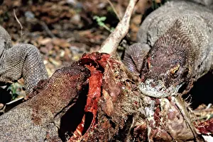 Timor: Komodo Dragon eating Timor Deer