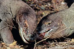 Timor: Komodo Dragon eating Timor Deer