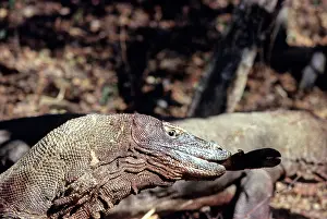 Timor: Komodo Dragon eating Timor Deer