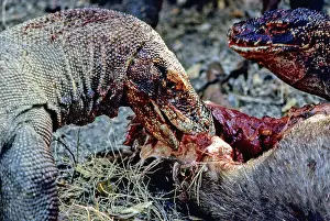 Timor: Komodo Dragon eating Timor Deer