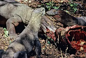 Timor: Komodo Dragon eating Timor Deer
