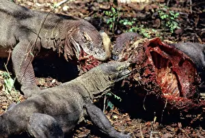 Timor: Komodo Dragon eating Timor Deer