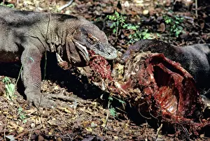Timor: Komodo Dragon eating Timor Deer