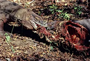 Timor: Komodo Dragon eating Timor Deer