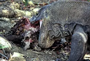 Timor: Komodo Dragon eating Timor Deer