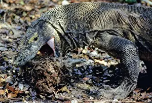 Timor: Komodo Dragon eating Timor Deer