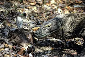 Timor: Komodo Dragon eating Timor Deer