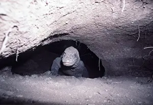 Lizards: KOMODO DRAGON - emerges from cave