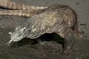 Varanus: Komodo Dragon entering water - Horseshoe Bay, south