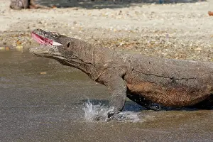 Entering: Komodo dragon - entering water with mouth open - aggressive
