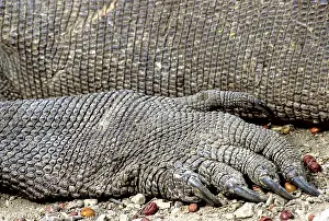Varanus: Komodo Dragon foot (V. komodoensis)
