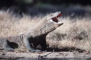 Rungnapa Sasitorn: Komodo DRAGON - gaping