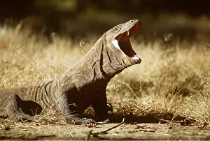 Rungnapa Sasitorn: KOMODO DRAGON - gaping