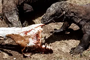 Biting: KOMODO DRAGON LIZARD - eating prey