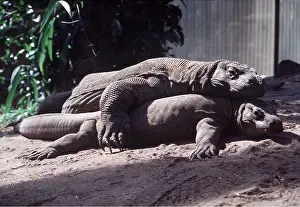 Lizards: KOMODO DRAGON - mating