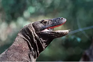 Lizards: KOMODO DRAGON - Mouth open showing deadly saliva