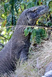 Sunning: Komodo Dragon raising body temperature