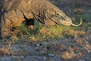 Forked: Komodo Dragon - showing forked tongue