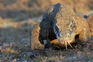 Forked: Komodo Dragon - showing forked tongue