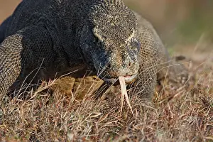 Forked: Komodo Dragon - showing forked tongue