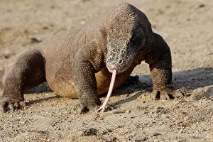 Forked: Komodo dragon - on showing forked tongue