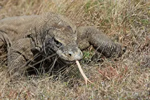 Forked: Komodo dragon - showing forked tongue