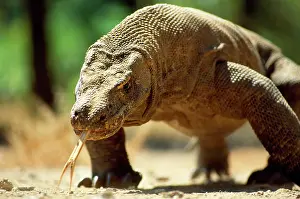 Forked: KOMODO DRAGON - showing forked tongue