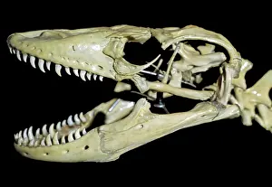 Dragons: Komodo Dragon skull