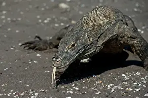 Smelling: Komodo Dragon - smelling with tongue walking on