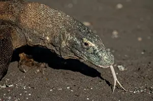Smelling: Komodo Dragon - smelling with tongue walking on