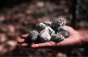 Lizards: KOMODO DRAGON - SPRAINT