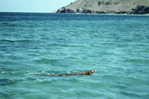 Swiming: Komodo Dragon - swiming