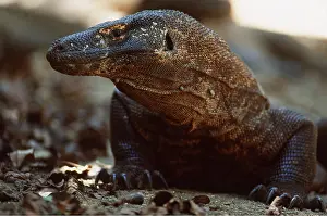 Rungnapa Sasitorn: KOMODO DRAGON - with ticks