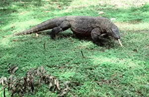 Varanidae: Komodo Dragon with its tongue out